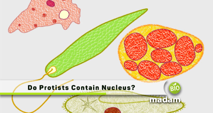 Do-Protists-Contain-Nucleus
