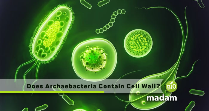 Does-Archaebacteria-Contain-Cell-Wall
