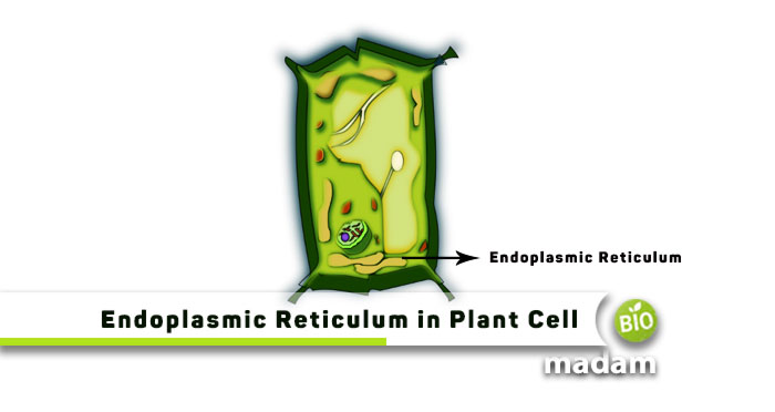 Endoplasmic-Reticulum-in-Plant-Cell