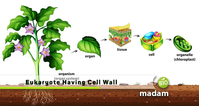 Eukaryote-Having-Cell-Wall