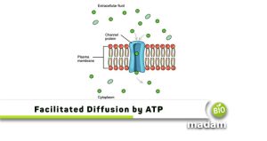 Does Facilitated Diffusion Use Energy? - biomadam