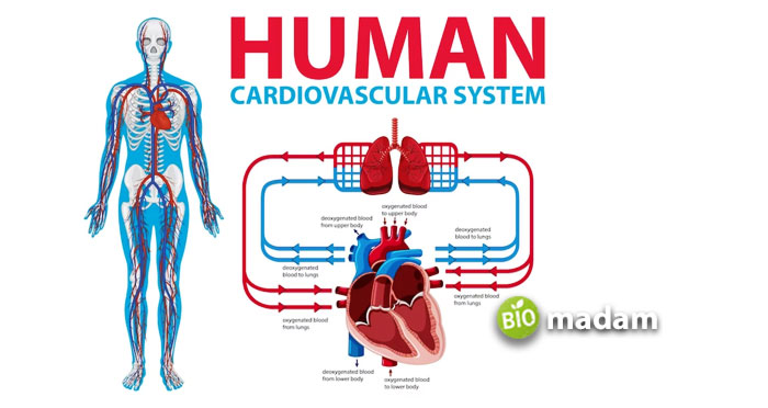 Human-Circulatory-System