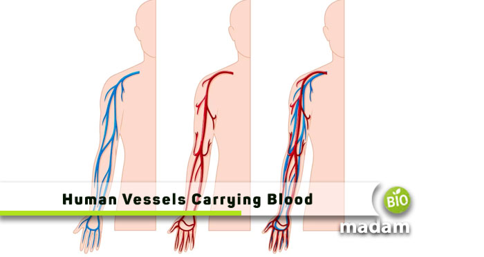 Human-Vessels-Carrying-Blood