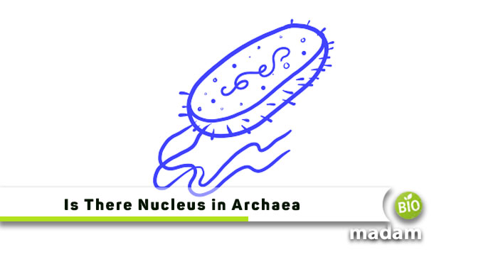 Is-There-Nucleus-in-Archaea
