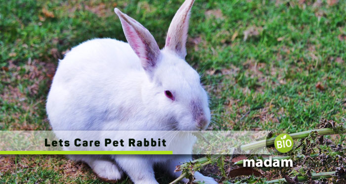 Lets-Care-Pet-Rabbit