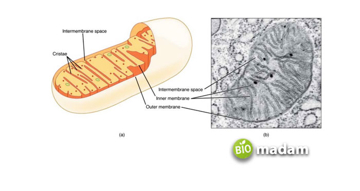 Mitochondria-Cell