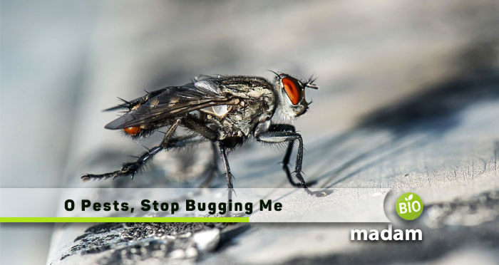 O-Pests,-Stop-Bugging-Me