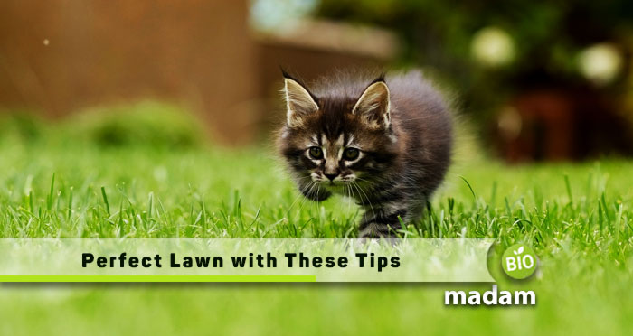 Perfect-Lawn-with-These-Tips