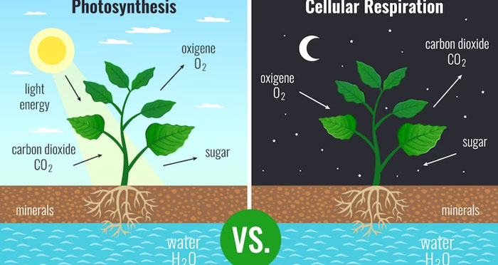 Photosynthesis-vs-Cellular-Respiration