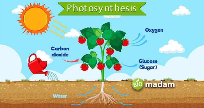 Plant-Photosynthesis