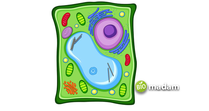 Plant-cell-structure