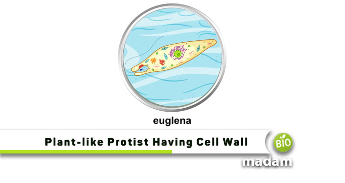 Plant-like-Protist-Having-Cell-Wall