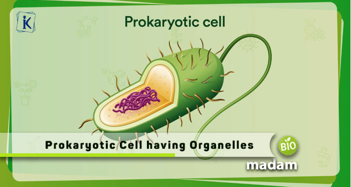 Prokaryotic-Cell-having-Organelles