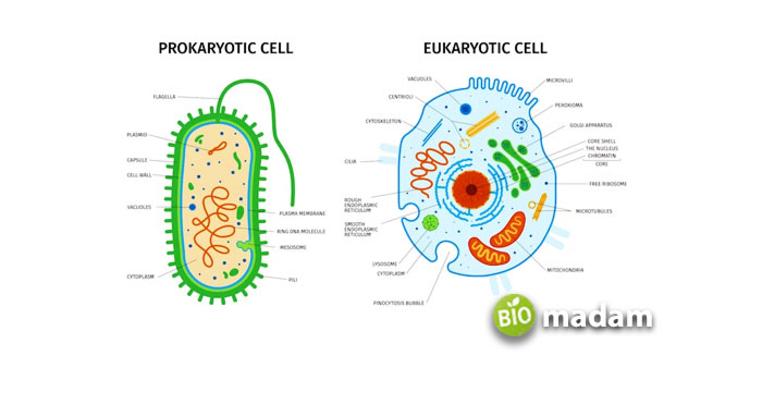 Prokaryotic-and-Eukaryotic-Cells