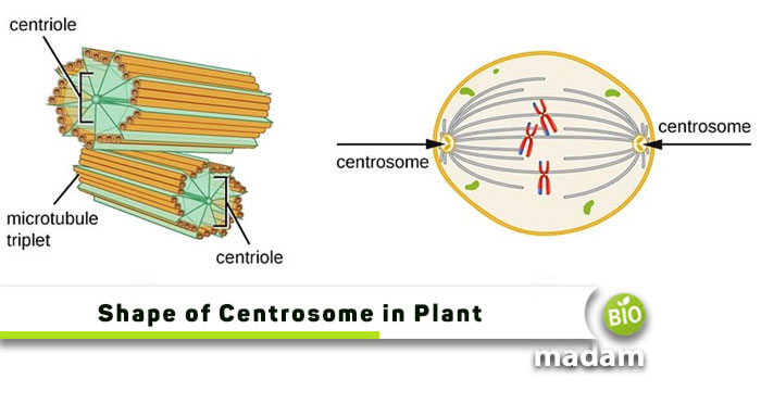 Shape-of-Centrosome-in-Plant