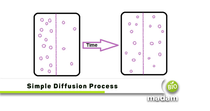 Simple-Diffusion-Process