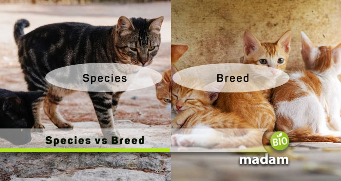 Species-vs-Breed