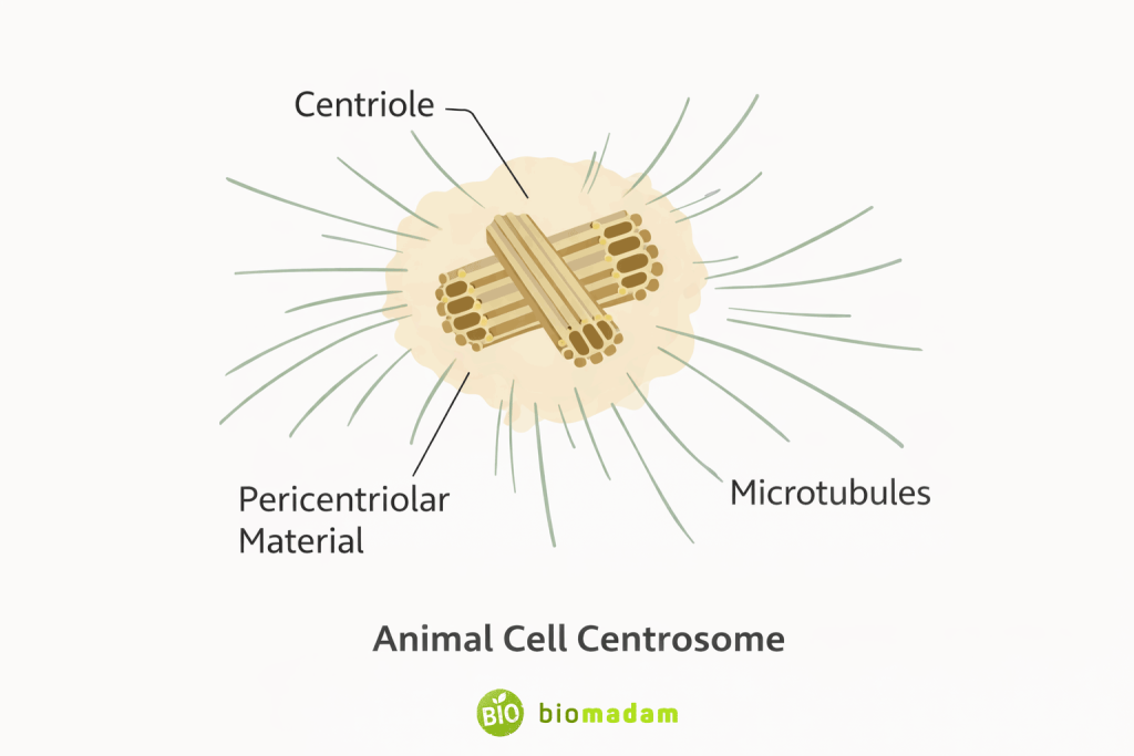Labeled diagram of an animal cell centrosome showing centrioles, pericentriolar material, and radiating microtubules
