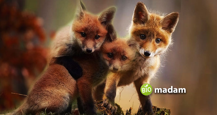 group-of-red-fox