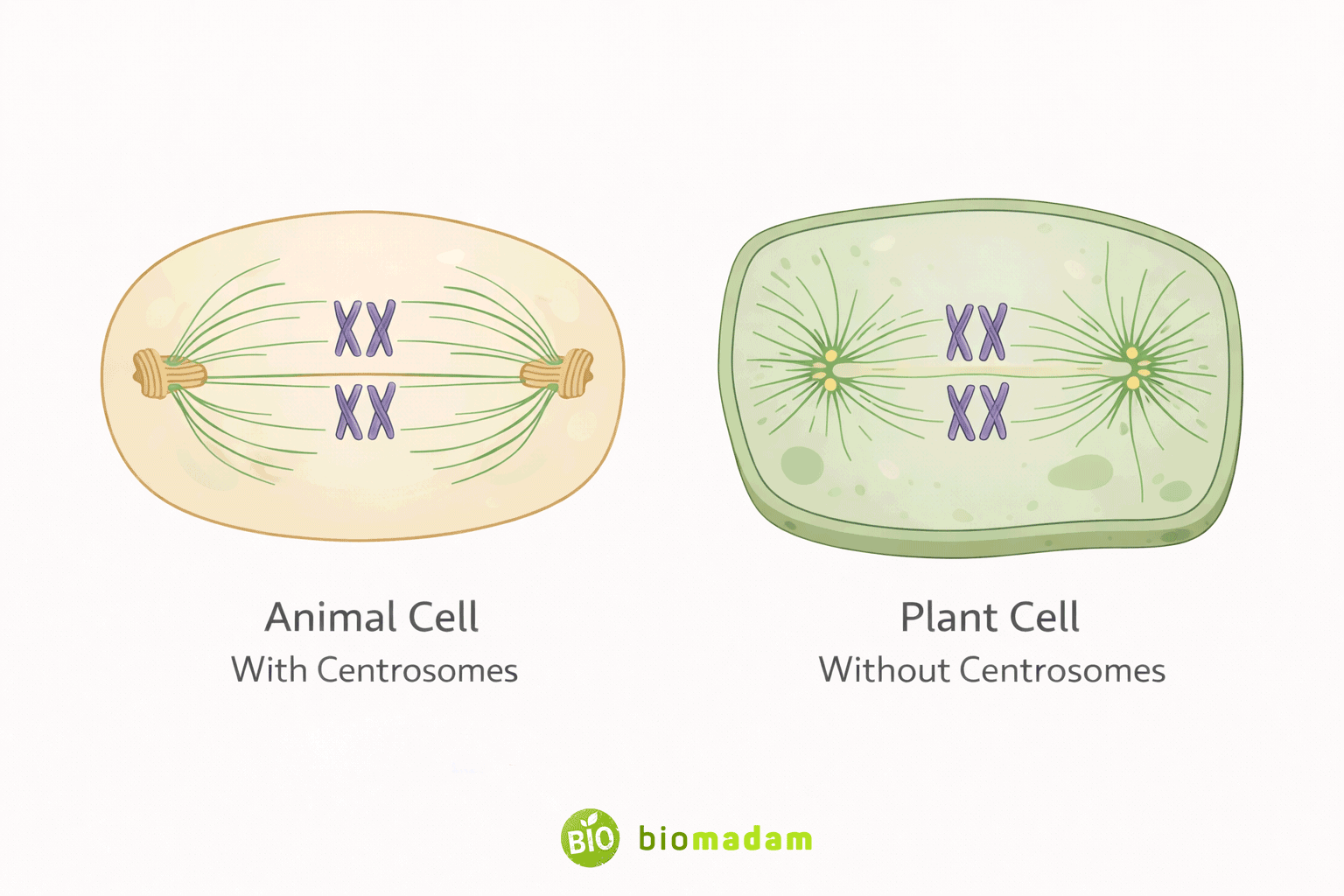 Comparison of mitosis in animal cells with centrosomes and plant cells without centrosomes showing spindle formation differences