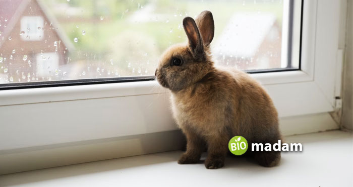 rabbit-sit-on-home-outdoor