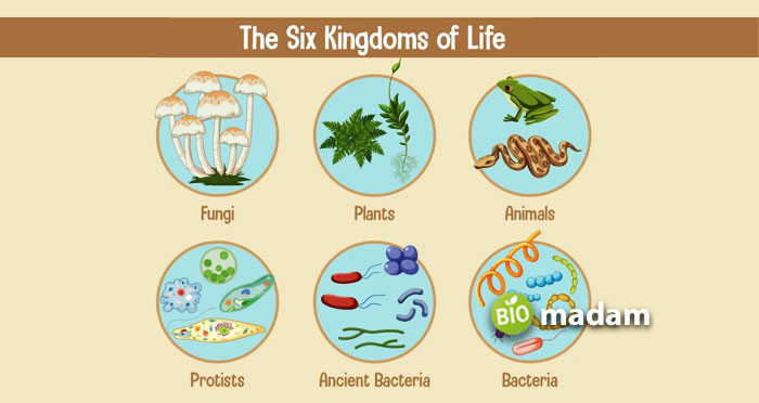 six-kingdoms-of-life