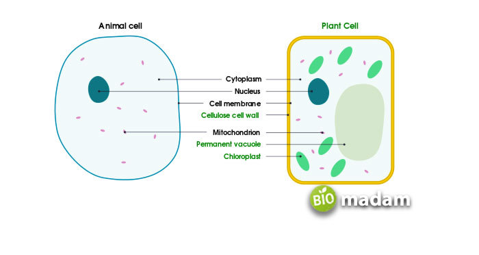 Animal-vs-Plant-Cell