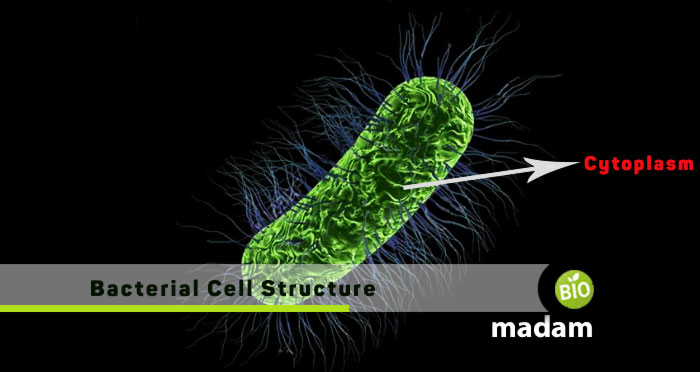 Bacterial-Cell-Structure