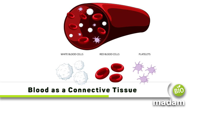 Blood-as-a-Connective-Tissue