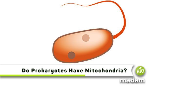 Do-Prokaryotes-Have-Mitochondria