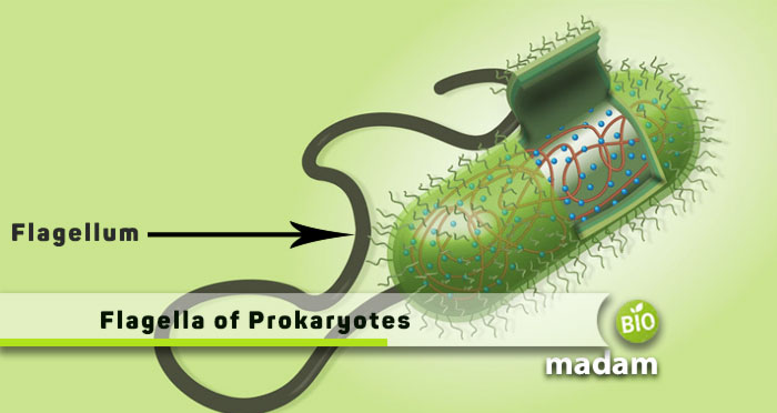 Flagella-of-Prokaryotes