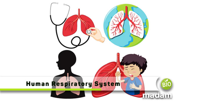 Human-Respiratory-System
