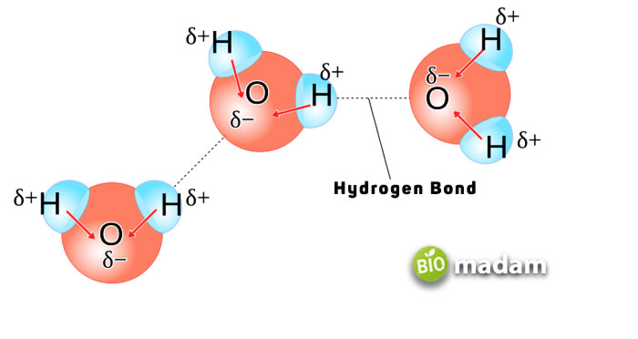 Hydrogen-Bonding