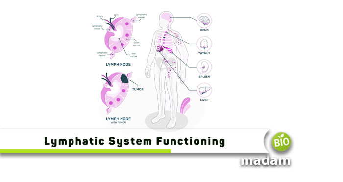 Lymphatic-System-Functioning