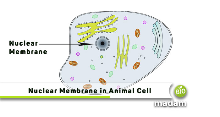 Nuclear-Membrane-in-Animal-Cell