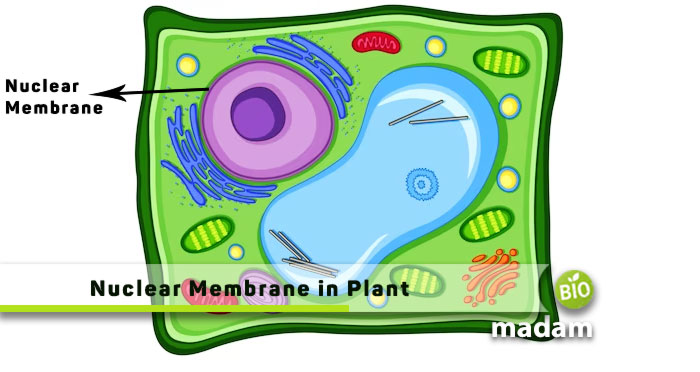 Nuclear-Membrane-in-Plant