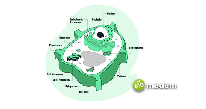 Plant-Cell-Organelles