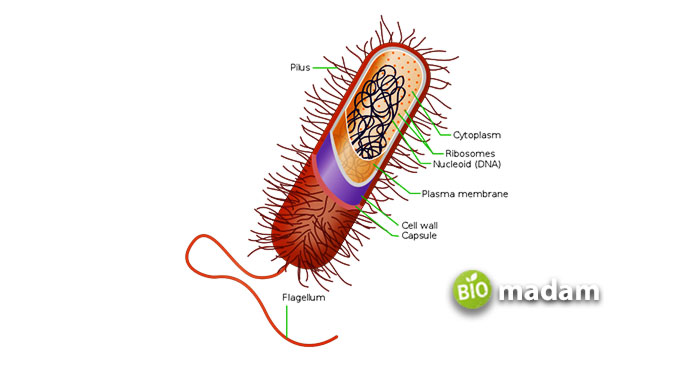 Prokaryotic-Cell-Flagella