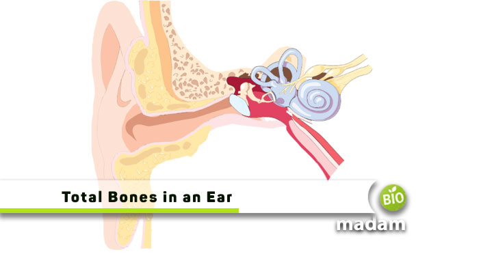 Total-Bones-in-an-Ear