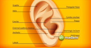 How many Bones are in Your Ear? - biomadam