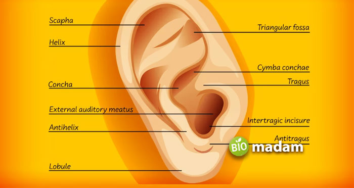 anatomy-of-external-ear
