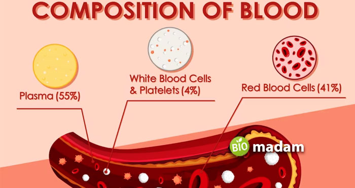 composition-of-blood