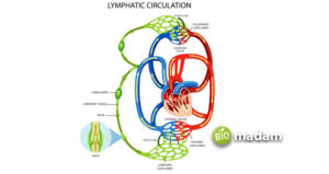Function of Bone Marrow in the Lymphatic System - biomadam