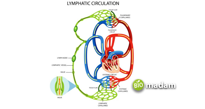lymphatic-circulation