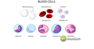 Function of Blood Connective Tissue - biomadam
