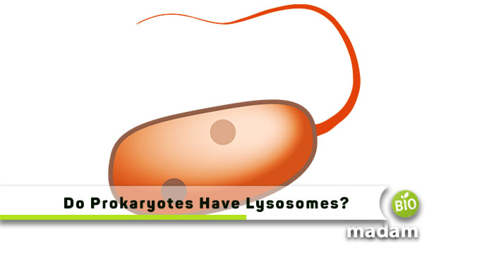 Do-Prokaryotes-Have-Lysosomes
