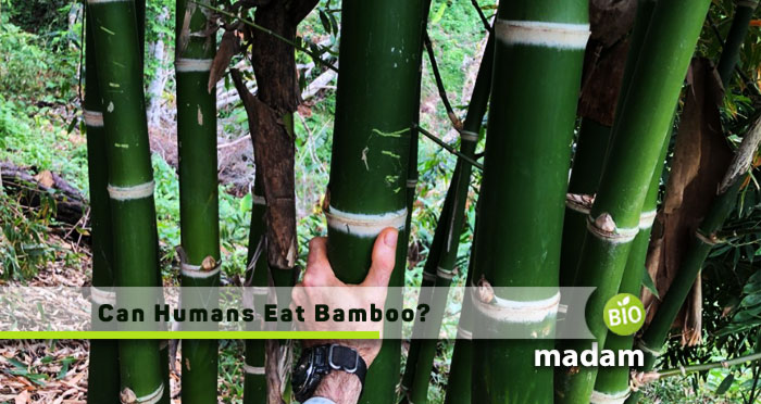 Can-Humans-Eat-Bamboo