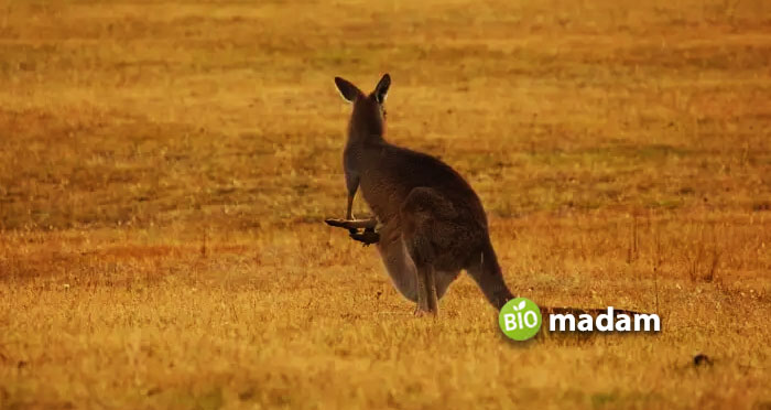 Canberra-Kangaroo