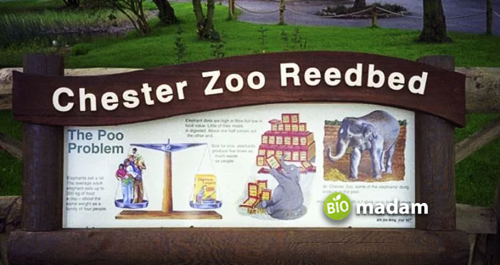 Chester-Zoo