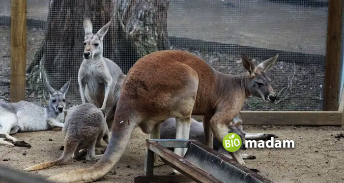 Currumbin-Wildlife-Kangaroo